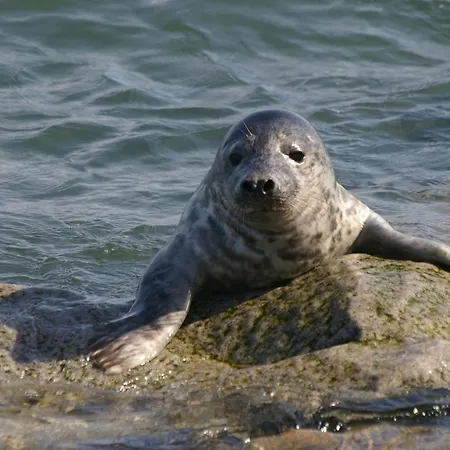 Haus Frier Хельголанд