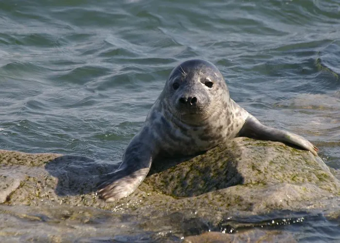 Haus Frier Heligoland